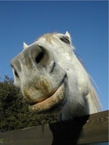 Apache, mellowing out after dinner and his Bock Beer