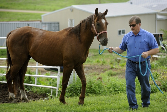 EG09061901 Veterinarian Dick Porter leads his horse "Tiger" out to munch on some green grass Friday morning as the horse recovers at his home near Ceresco. (Eric Gregory)