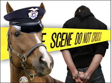 horsecrimebusters Retired race horses like Broadway Kevin are finding new careers fighting crime.