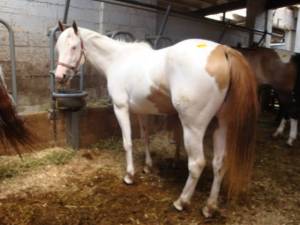 Stolen Horse found in kill pen waiting to be sent to slaughter