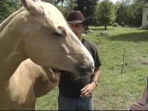 Chris Lombard works with rescued horses