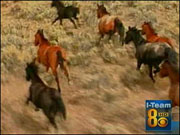 Save our Wild Mustangs