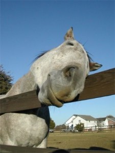 "Harley" (Ginerous Legacy) Saved from slaughter by Habitat for Horses and adopted by author R.T. Fitch and his wife Terry. Photo by Terry Fitch