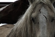 Presently over 33,000 wild horses and burros (Mustangs), are in holding pens, pending mass slaughter. It’s hard to comprehend, but right now methods of their murder and disposal are being discussed by those responsible for their care. The fate of these majestic animals, Icons of the American west are in our hands