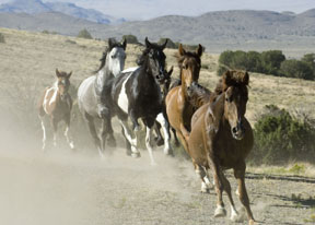 Our native, American, Wild Horses