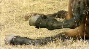 A motorist discovered the bodies of the murdered horses back in April