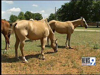 Eighty-five horses were rescued in Pauls Valley, Oklahoma. Many of them were in poor health.