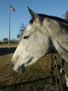 DSCN1398 New Hope for our American Horses (Ginerous Legacy, rescued from slaughter by Habitat for Horses in 2000. Photo by Terry Fitch