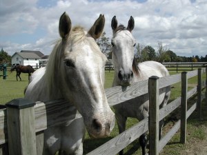 Horses saved from slaughter by Habitat for Horses (Photo by Terry Fitch)