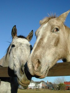New hope for the future of America's domestic and wild horses
