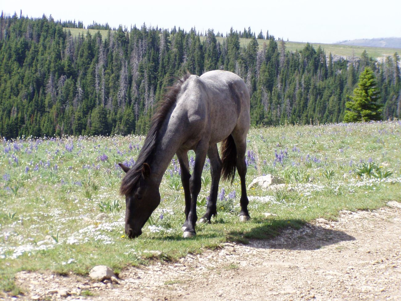 Recent photo of member of Cloud's herd (Sandy Church/Rimrock Humane Society