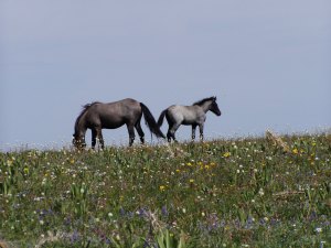Members of Cloud's Herd in danger of being extinguished by the BLM (Photo by Sandy Church/Rimrock Humane Society)