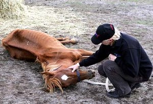starvinghorse "These horses were in extreme pain and unable to walk," says Deanna Murillo of Habitat for Horses