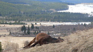 A yearling colt was one of three horses shot to death near Sundre in April.  (Courtesy Wild Horses of Alberta Society)