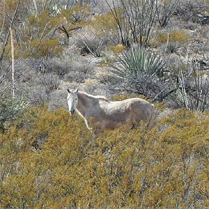 A native, American Wild Horse before being captured by the BLM who is charged with protecting then
