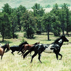 Wild Horses now free, soon to be penned up by the BLM for the rest of their lives