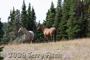 Wild Horses in the Pryor Mountains, MT - (Photo by Terry Fitch)