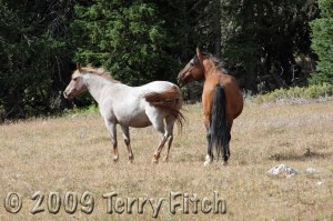 Pryor Mountain Wild Horses