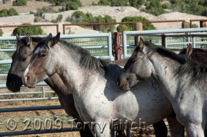 Pryor Mountain Captives