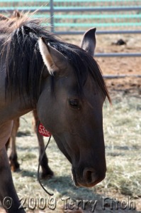 A Pryor Mountain horse caputred, branded and tagged