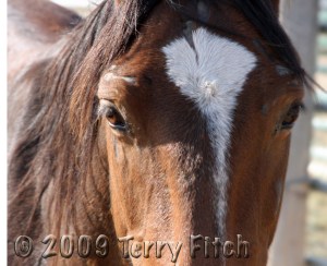 The face of those who suffer the cruelty of the predatory business of horse slaughter