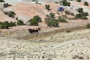 BLM running down and stripping the Pryor Wild Mustang Reserve of horses
