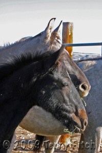 Pryor Mountain wild horses captured by BLM, Sept. 2009