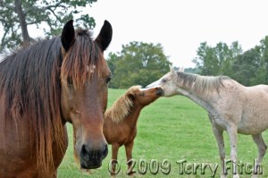 IMG_4202-W Deemed useless yet edible by Montana's Horse "Butcher" - (Photo by Terry Fitch)