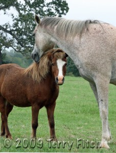 IMG_4205-W Equine Love - by Terry Fitch