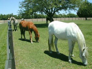 Texas gives incentives for additional breeding of domestic horses