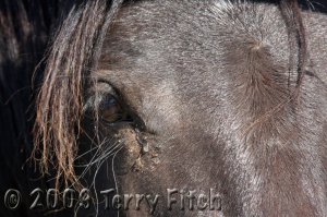 Tear of the Betrayed