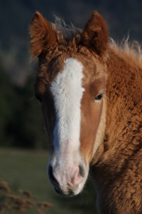 Pyrenees Colt