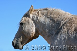 Cloud - Wild Stallion of the Rockies Cloud while captured by the BLM - Photo by Terry Fitch