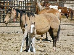 ElyseGardnermareandfoal