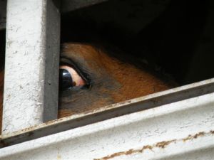 Thirty Horses Burned Alive in Slaughter Tractor Trailer Fire – Straight  from the Horse's Heart