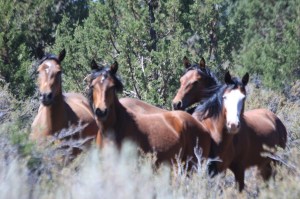 Twin Peaks Wild Horses