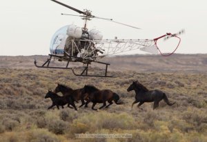 Photo by Carol Walker of Wild Horse Freedom Federation and Wild Hoof Beats