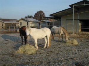 Frosty Louisiana Christmas