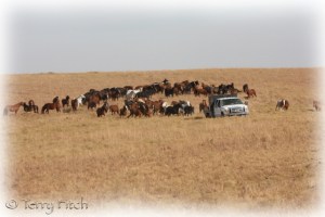Same Sex Long Term Herd