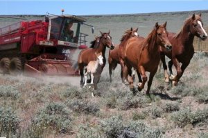 Obama Wild Horse Harvesting Machine ~ courtesy of John Holland