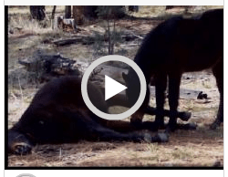 CLICK to view video and to comment