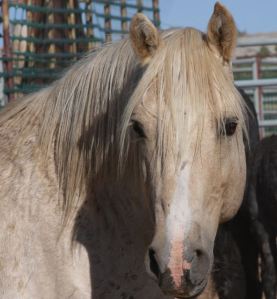 Cloud while captured by BLM in 2009 ~ Photo by Terry Fitch of Wild Horse Freedom Federation