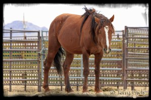 BLM Captive by Terry Fitch