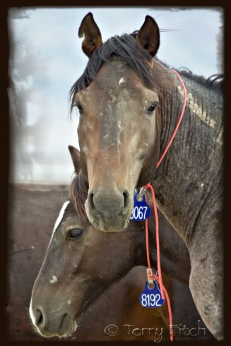 photo by Terry Fitch of Wild Horse Freedom Federation