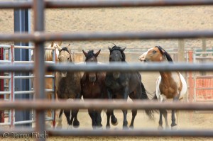 Original Photo by Terry Fitch of Wild Horse Freedom Federation