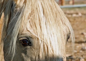 "The Soul of Cloud" by Terry Fitch of Wild Horse Freedom Federation