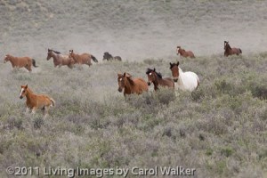 CarolWalkerWyoming_331