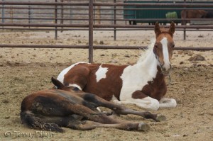 photo by Terry Fitch of Wild Horse Freedom Federation