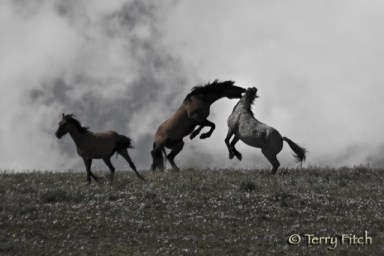 photo by Terry Fitch of Wild Horse Freedom Federation