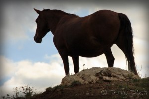 photo by Terry Fitch of Wild Horse Freedom Federation